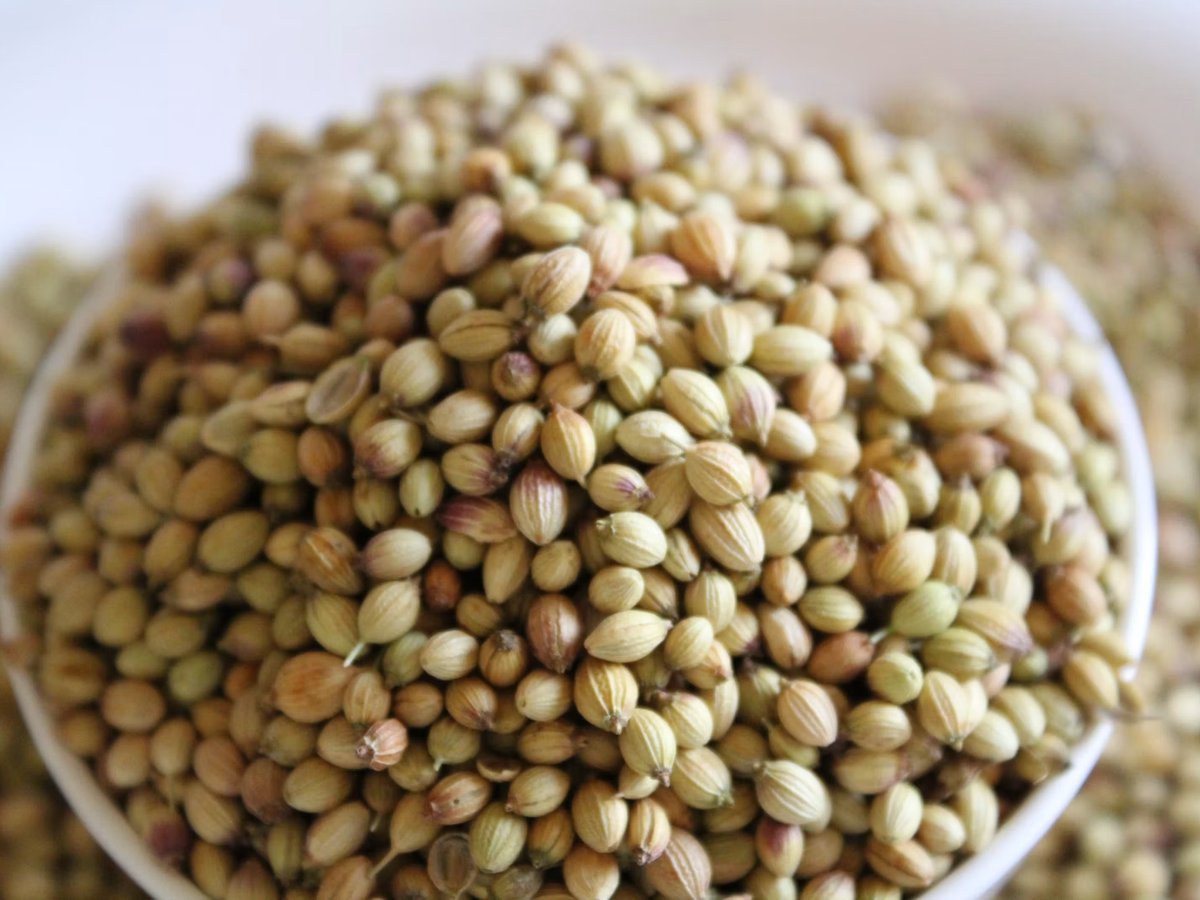 Coriander seed from the Kota and Ramganjmandi belt